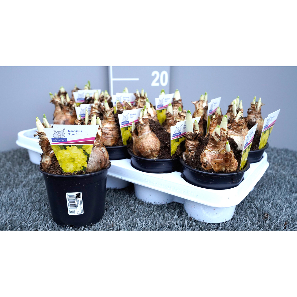 Narcissus flyer