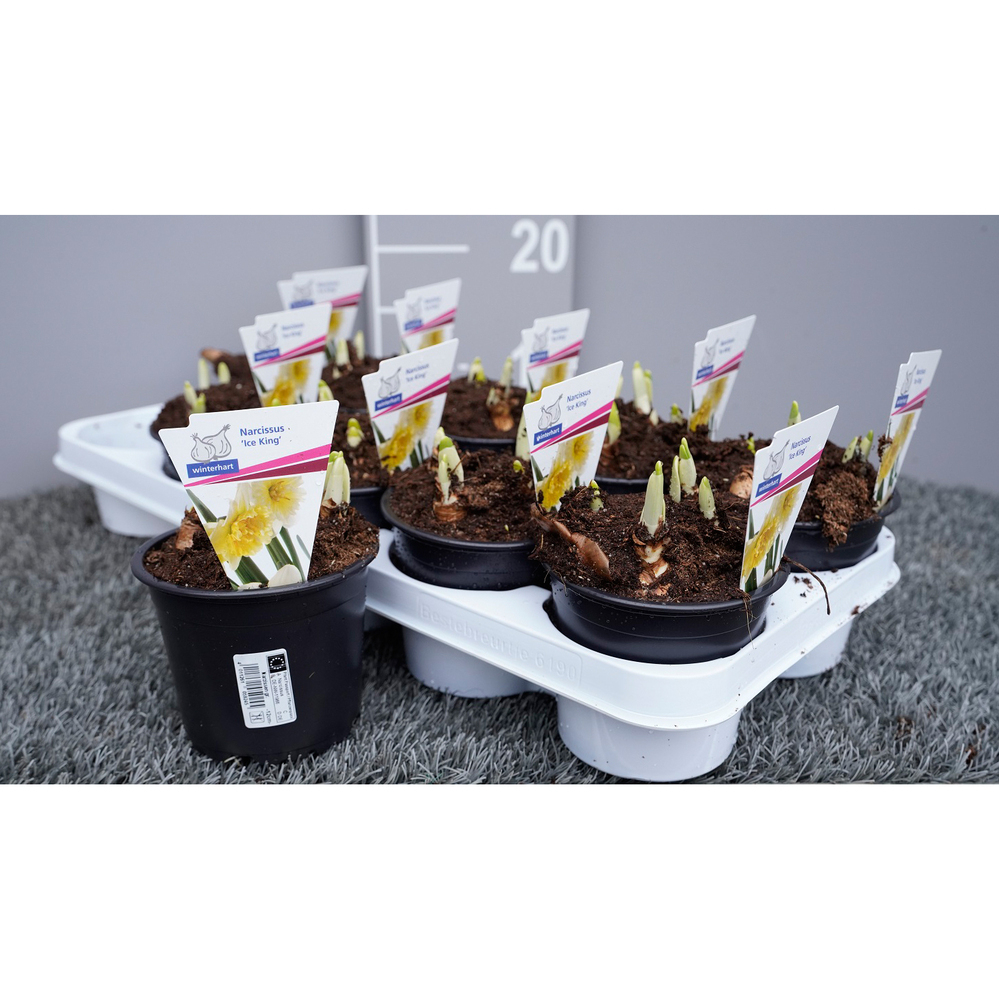 Narcissus ice king