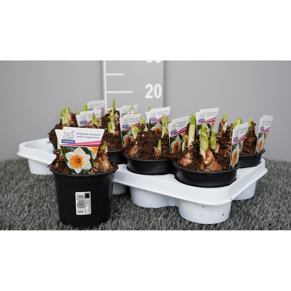 Narcissus professor einstein