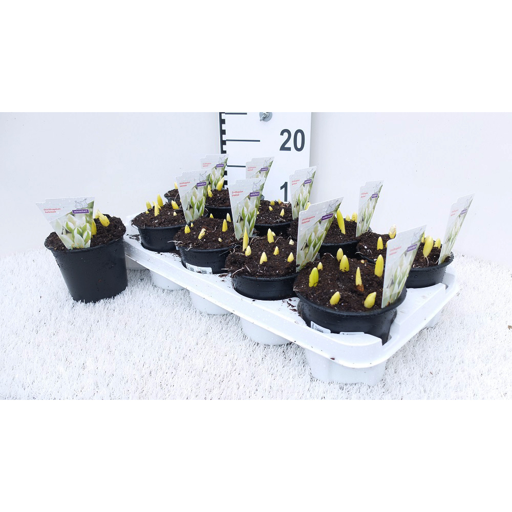 Ornithogalum balansae