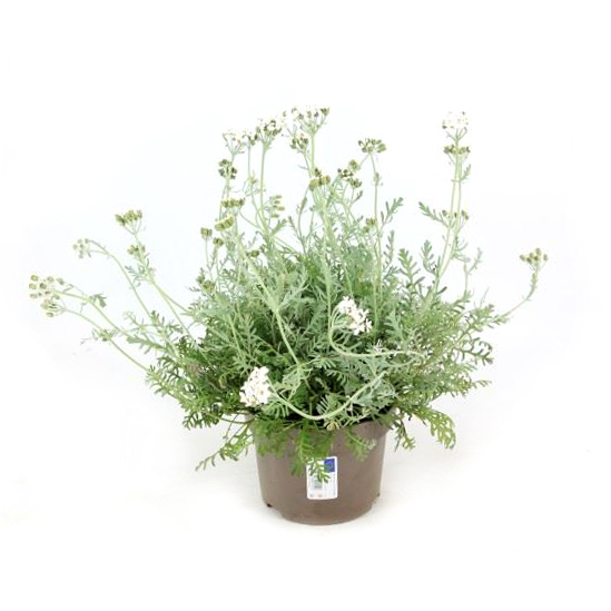 Achillea umbellata