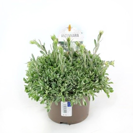 Antennaria dioica