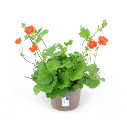 Geum coccineum
