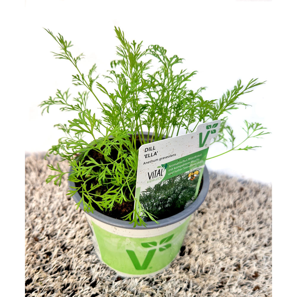 Anethum graveolens ella