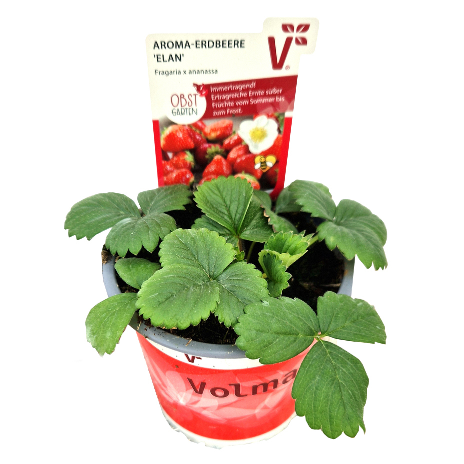 fragaria ananassa elan f1