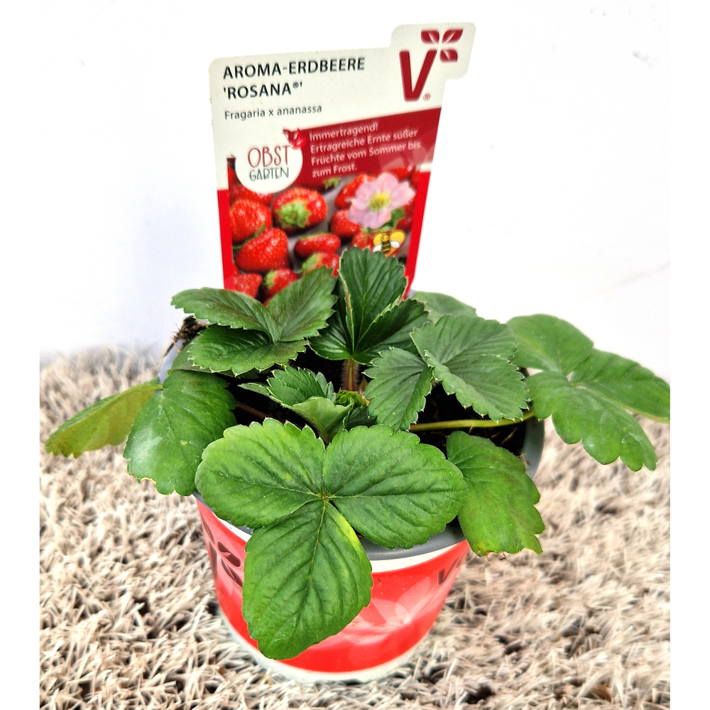 fragaria ananassa rosana f1