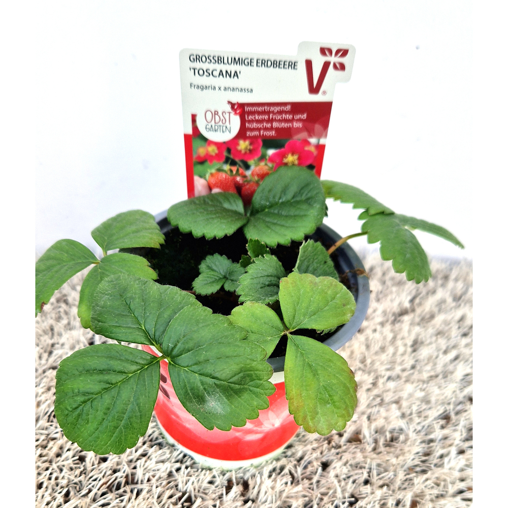 fragaria ananassa toscana f1