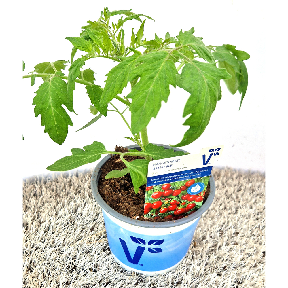 Lycopersicon esculentum brasil red