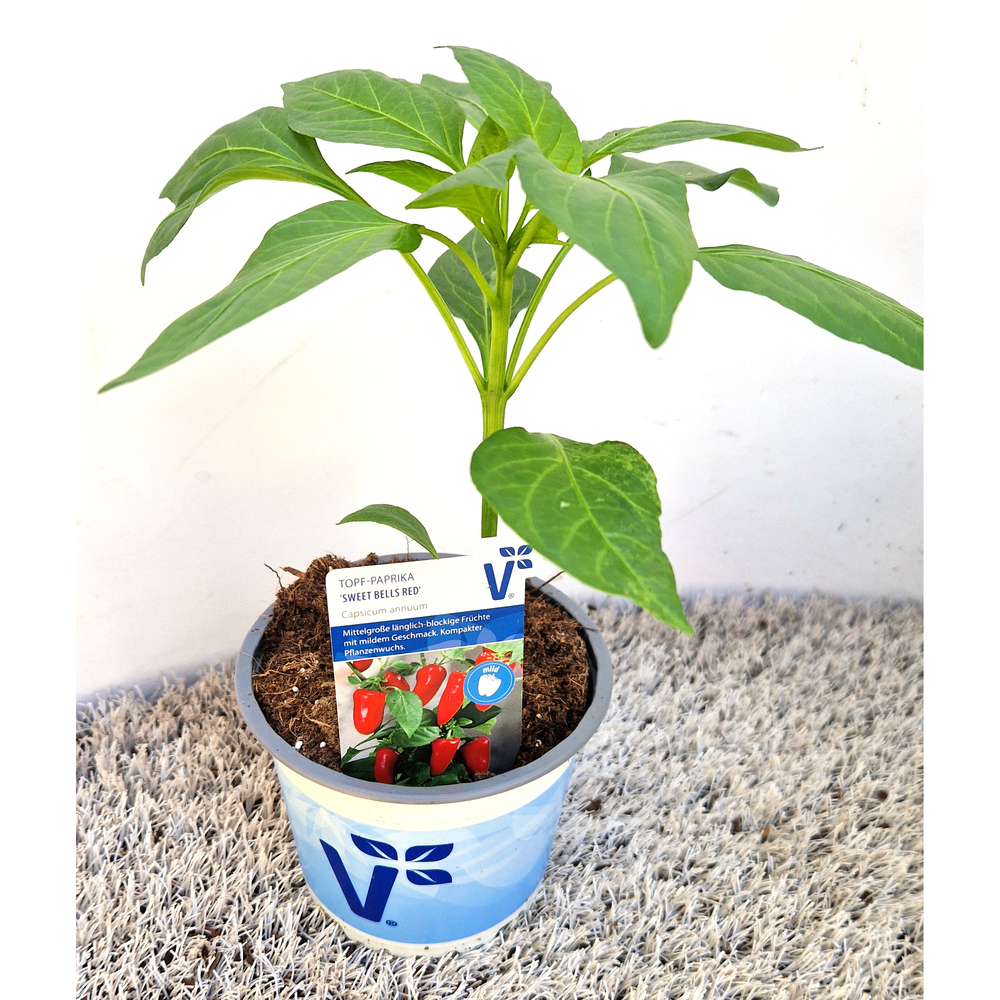Capsicum annuum sweet bells red