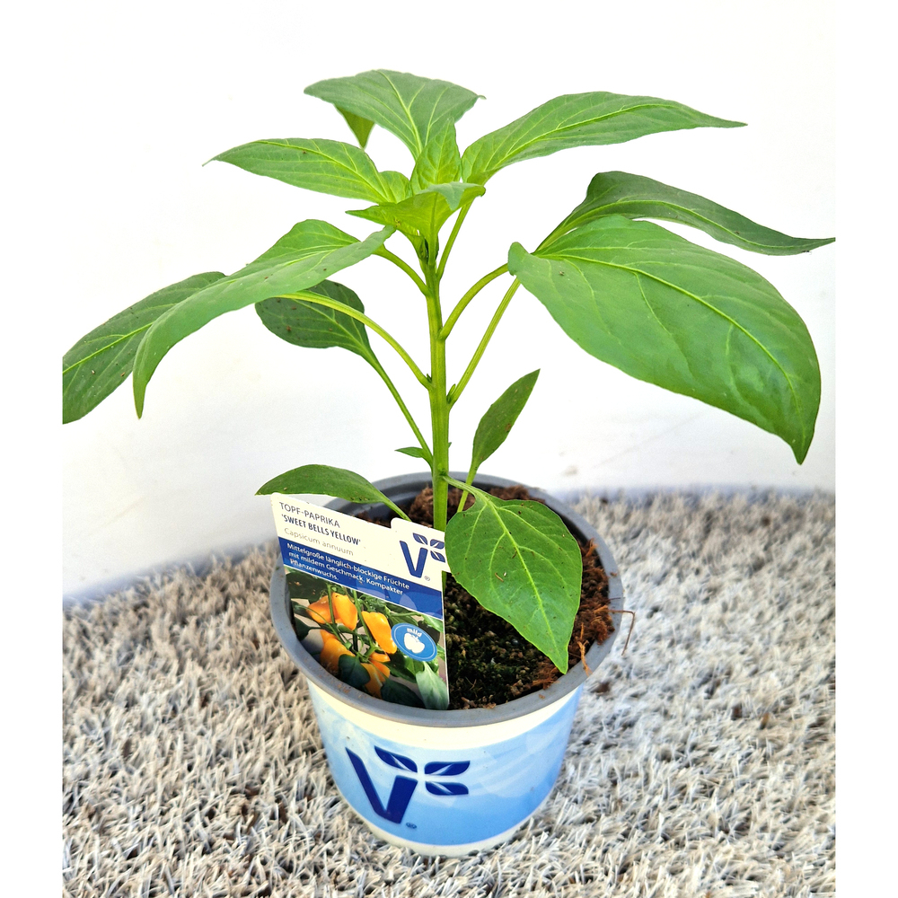 Capsicum annuum sweet bells yellow