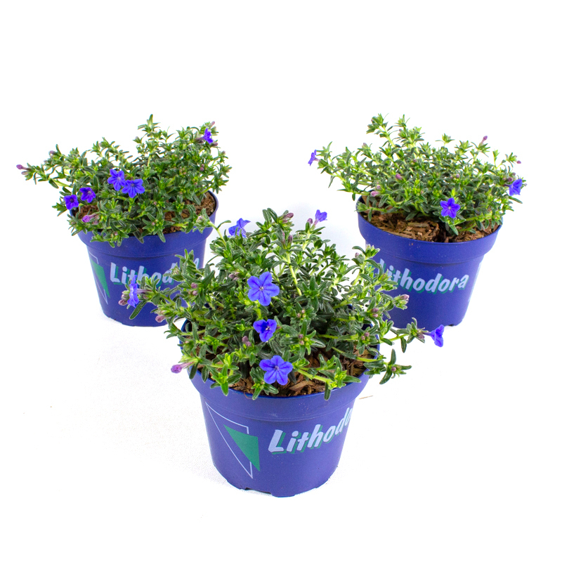 Lithodora diffusa