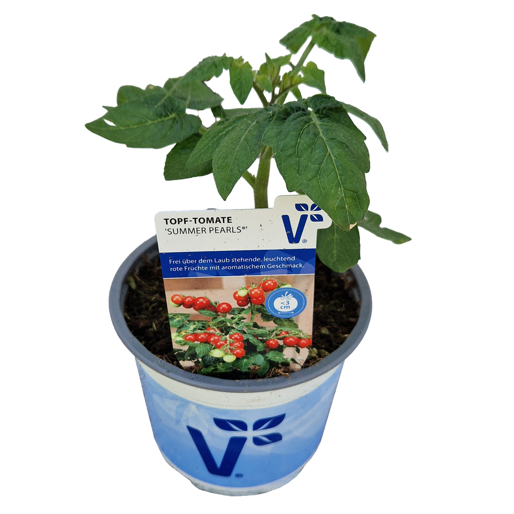 Lycopersicon esculentum summer pearls