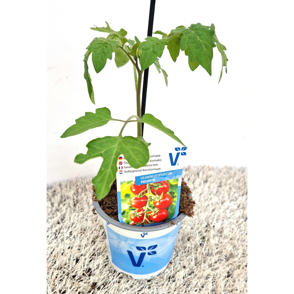 Lycopersicon esculentum philovita f1