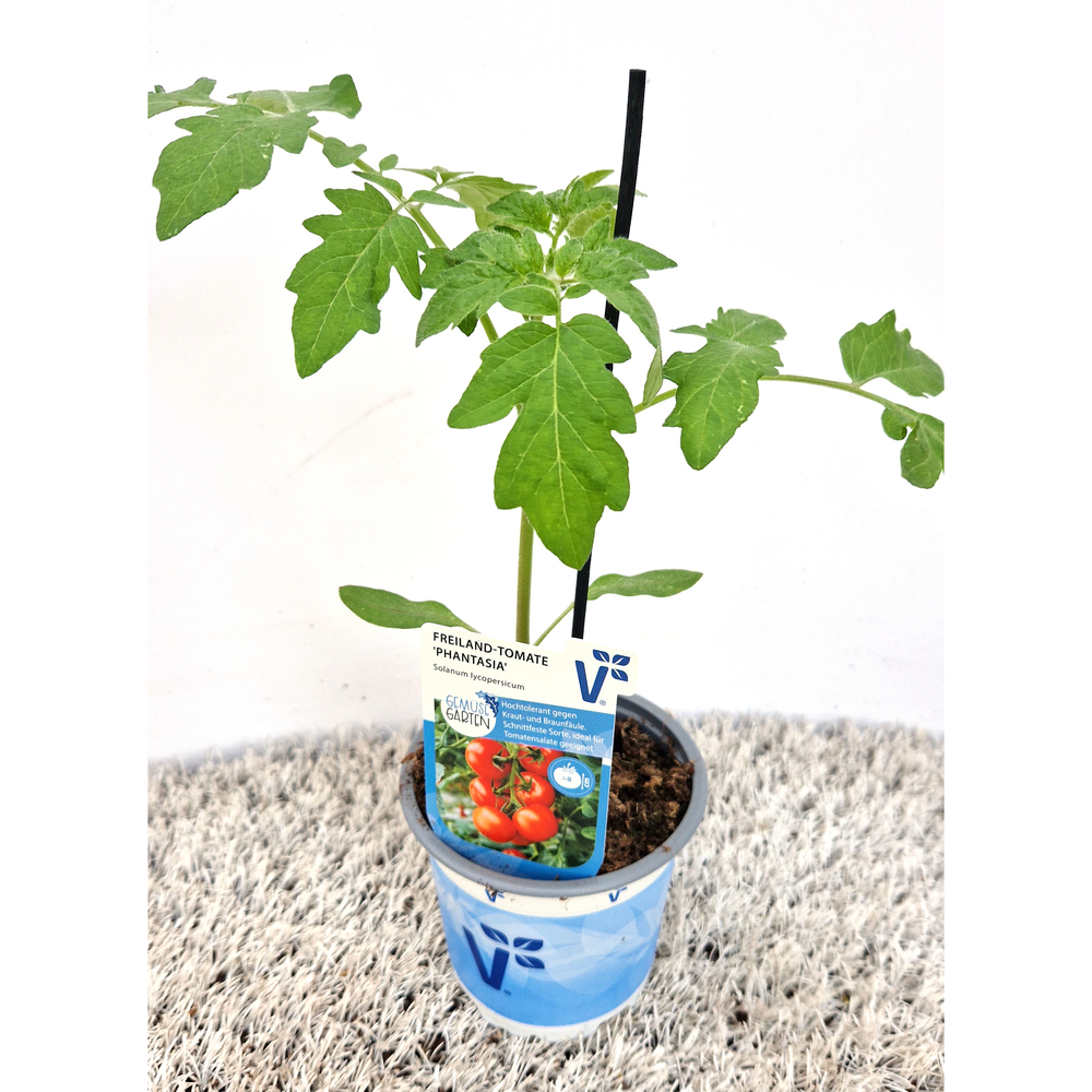 Lycopersicon esculentum phantasia f1