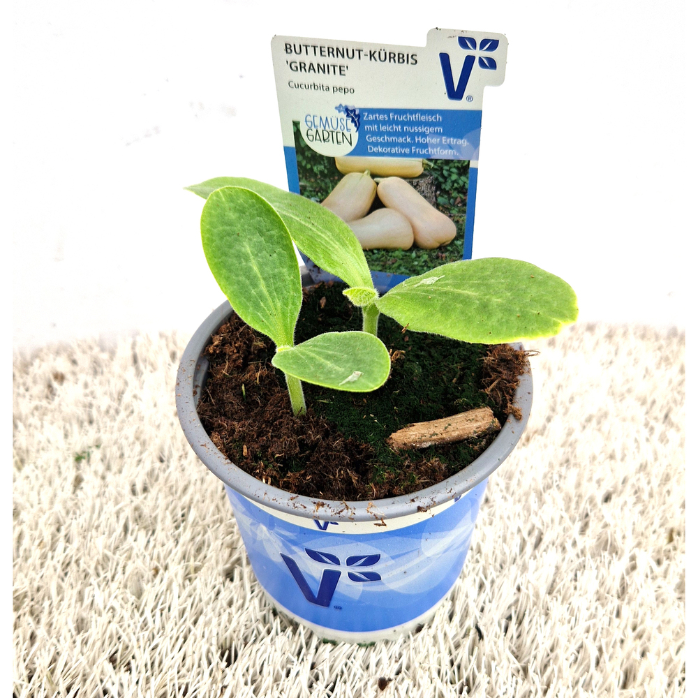 Cucurbita moschata granite