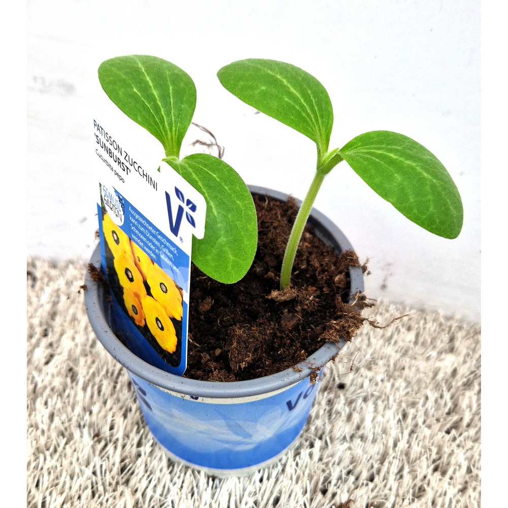 Cucurbita pepo sunburst f1
