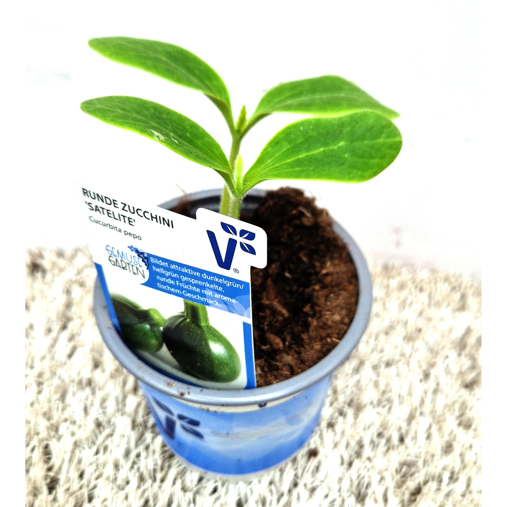 Cucurbita pepo satelite f1