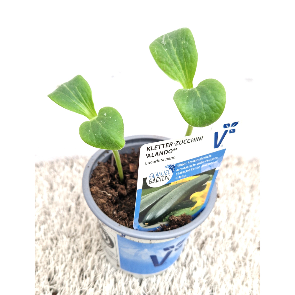 Cucurbita pepo alando