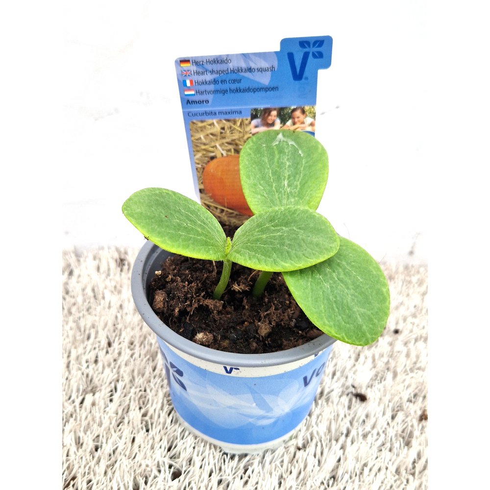 Cucurbita maxima uchiki kuri