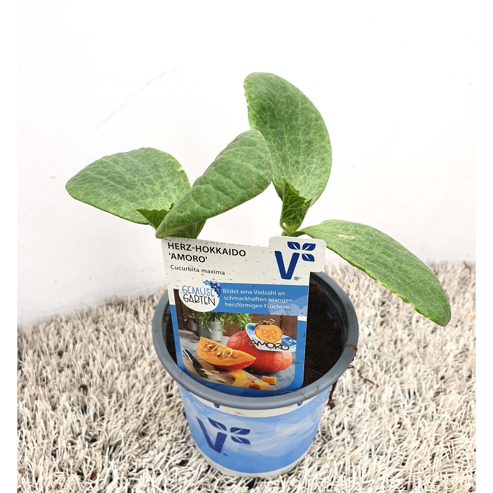 Cucurbita maxima amoro