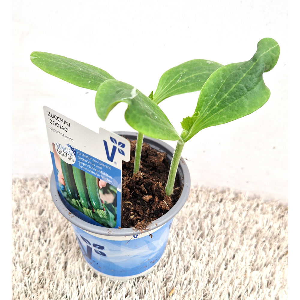 Cucurbita pepo zodiac f1