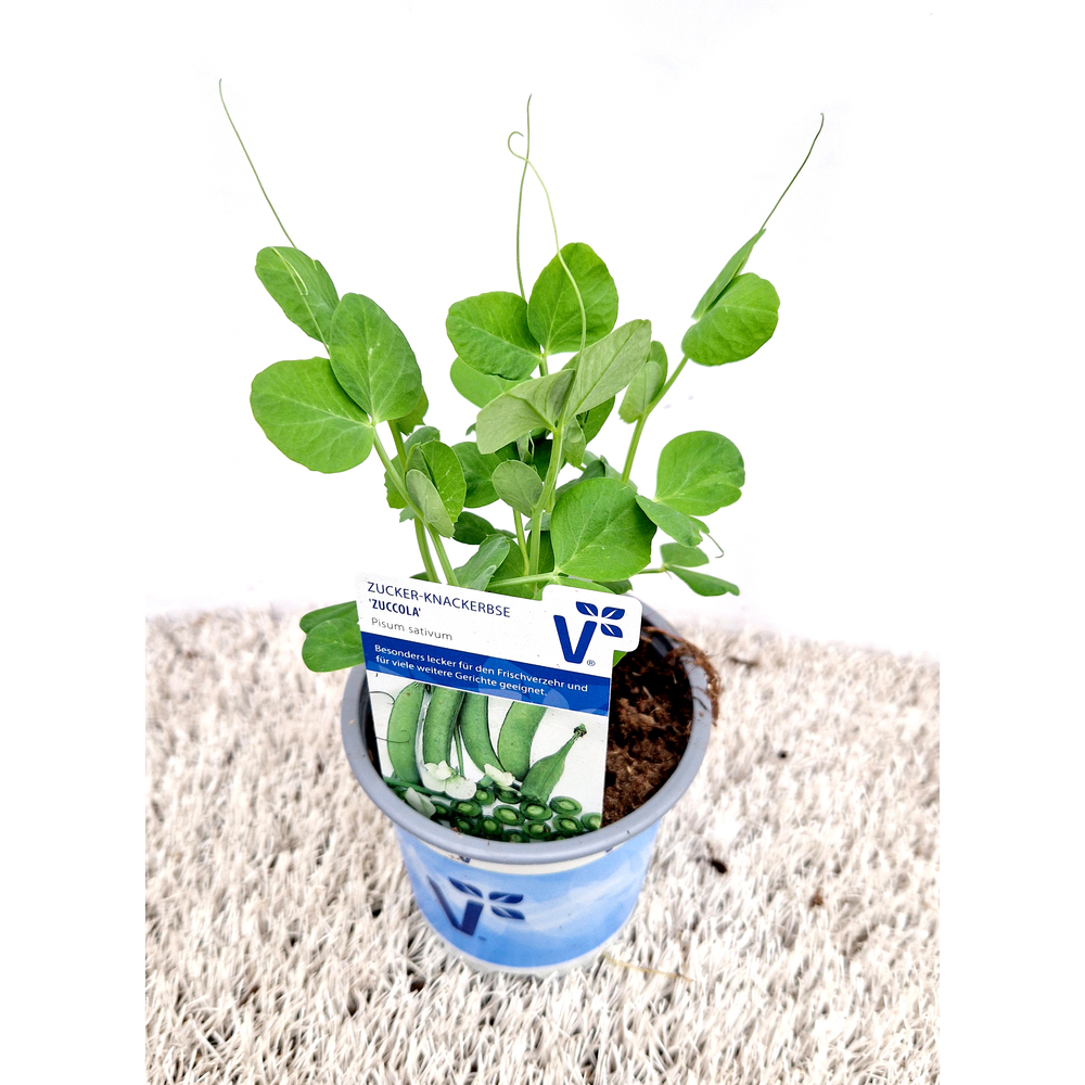 Pisum sativum zuccola