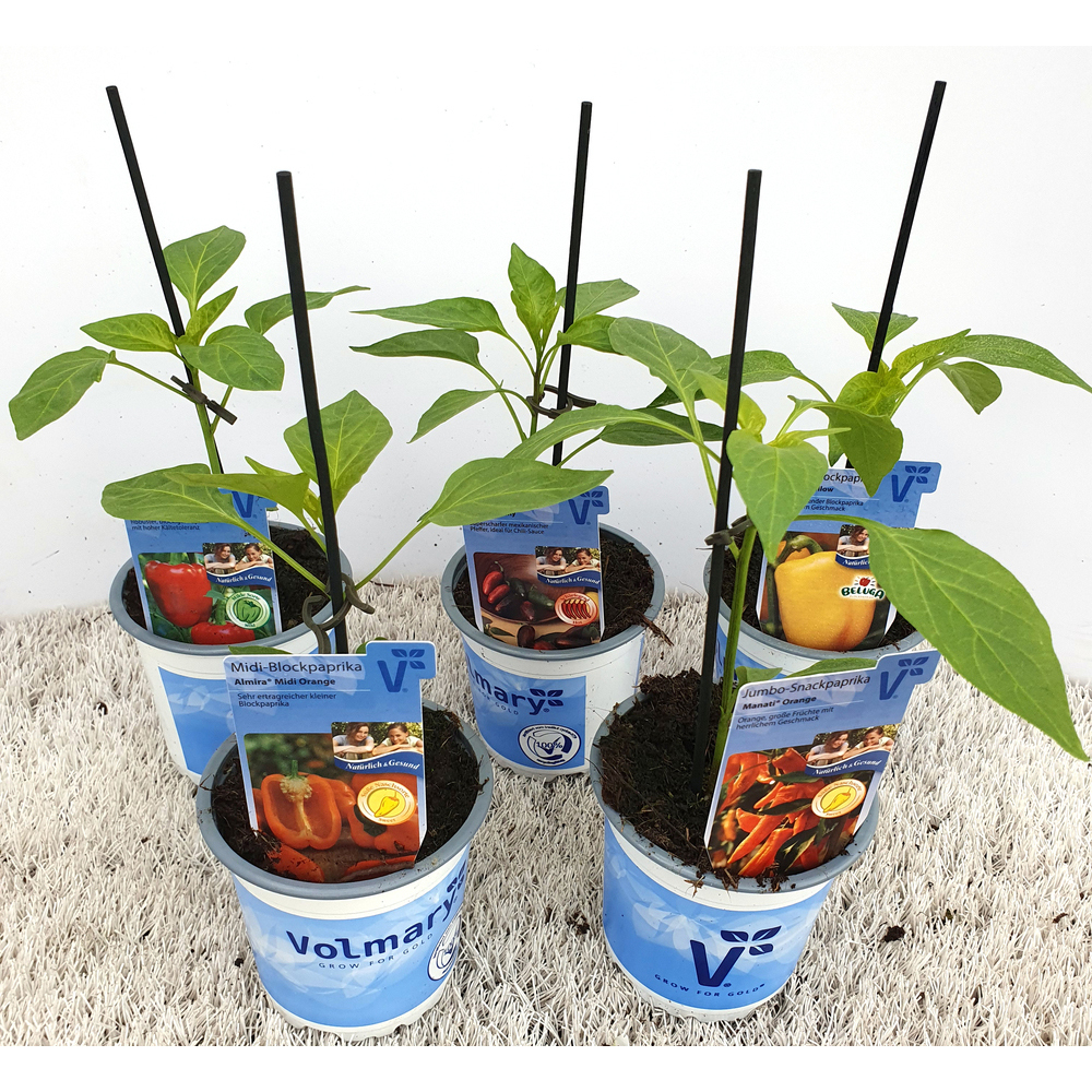 Capsicum annuum vectura red f1