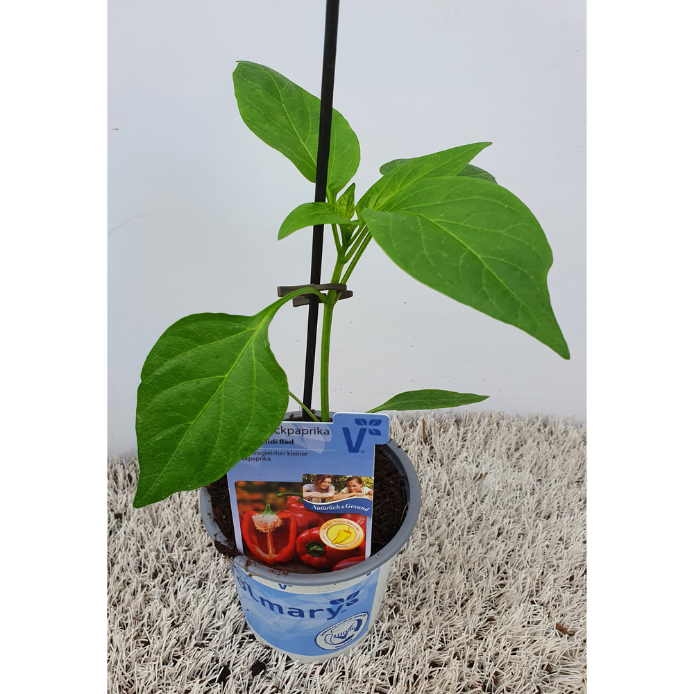 Capsicum annuum almira midi red