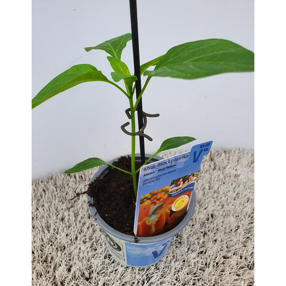 Capsicum annuum almira midi yellow