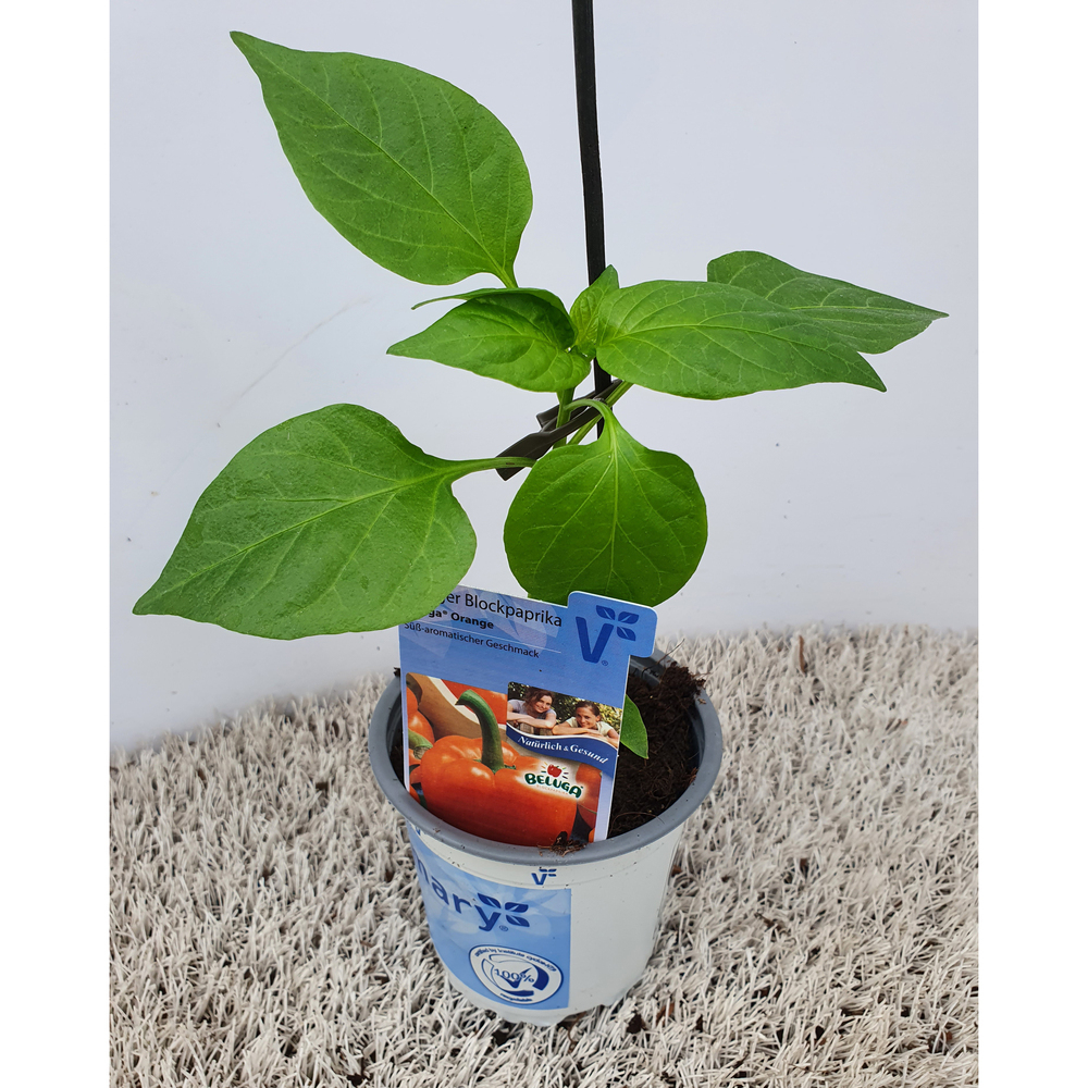 Capsicum annuum beluga orange