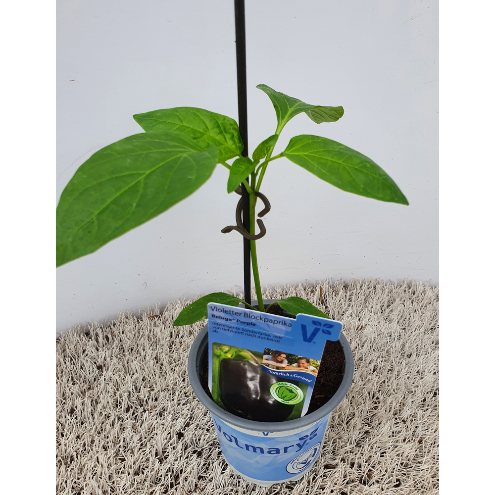 Capsicum annuum beluga purple