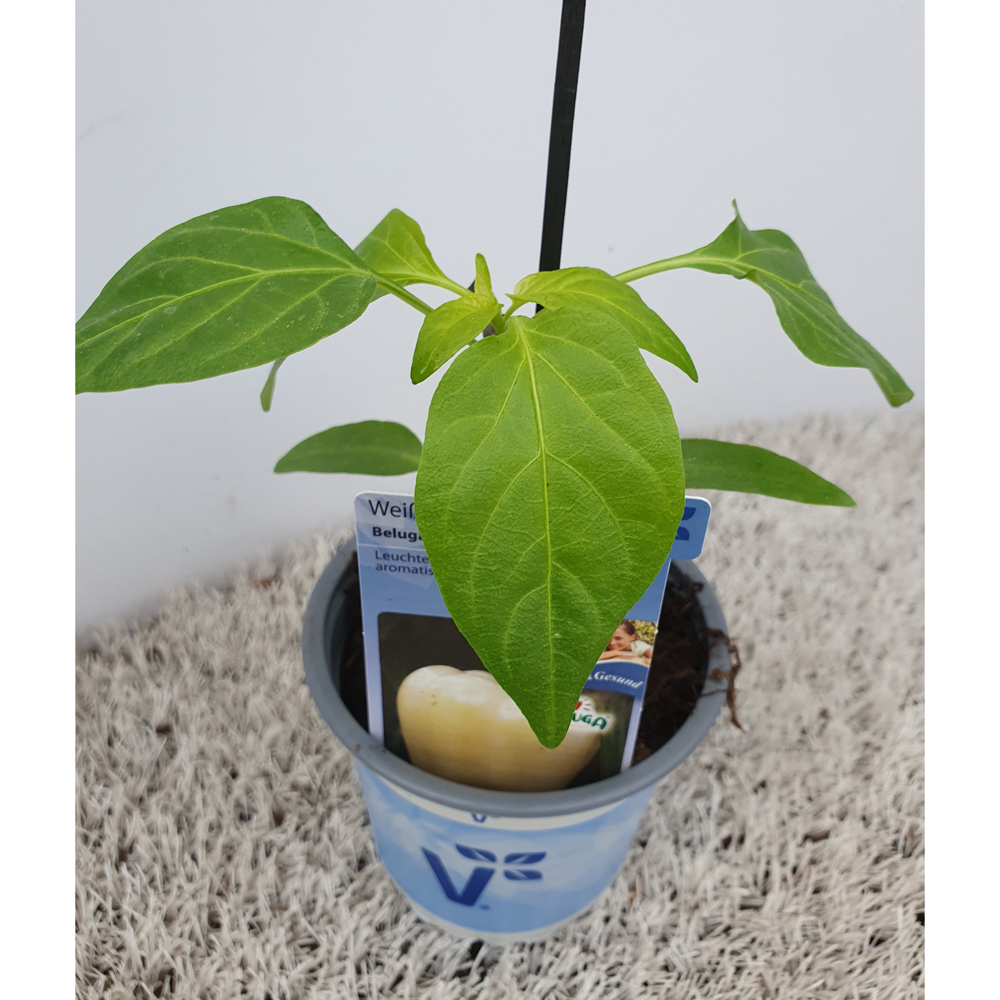 Capsicum annuum beluga white