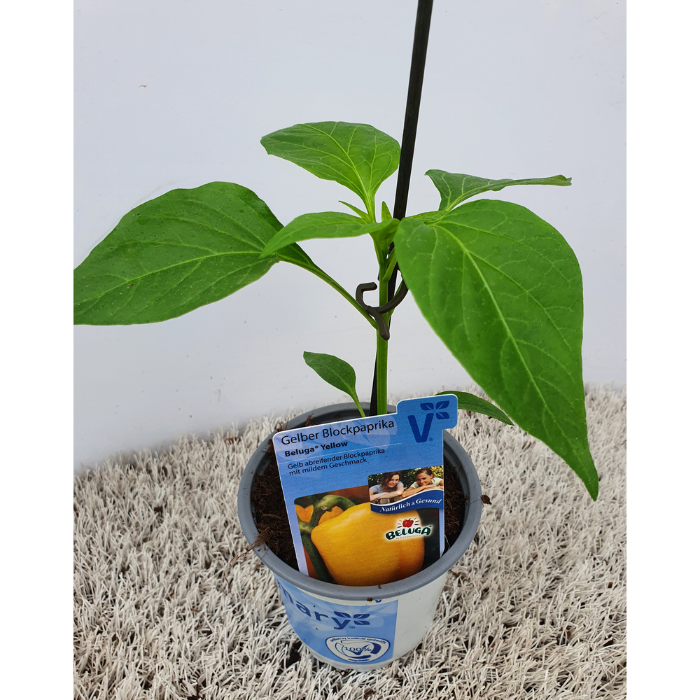 Capsicum annuum beluga yellow