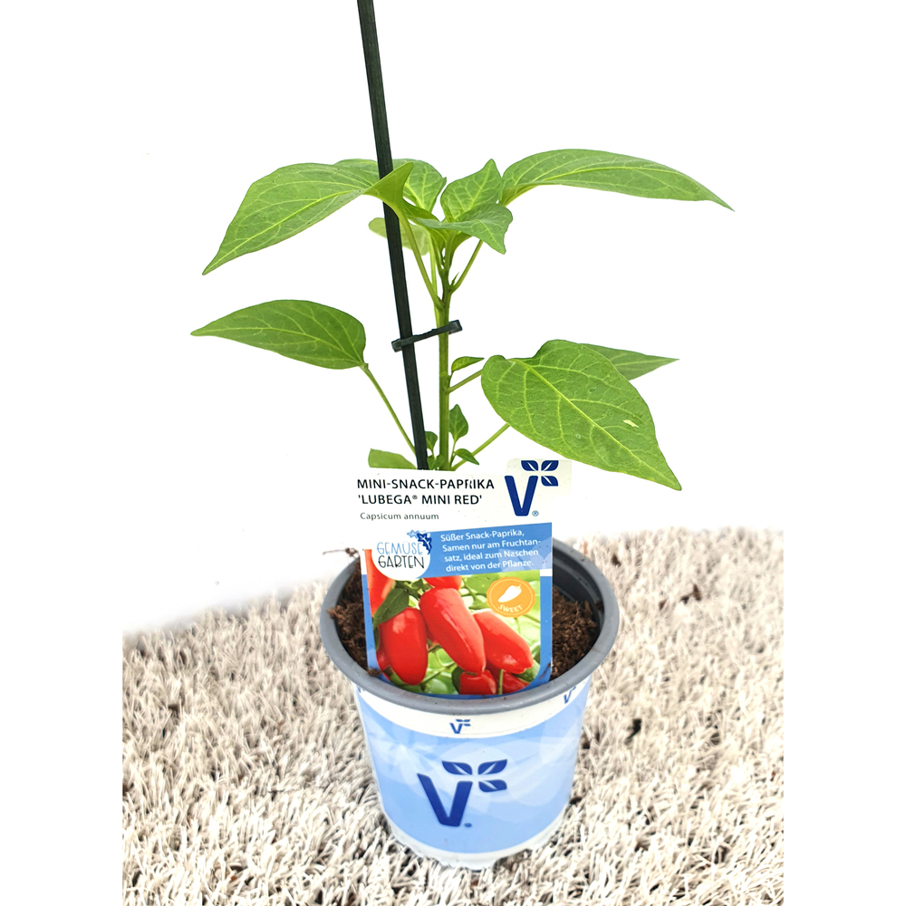 Capsicum annuum lubega mini red
