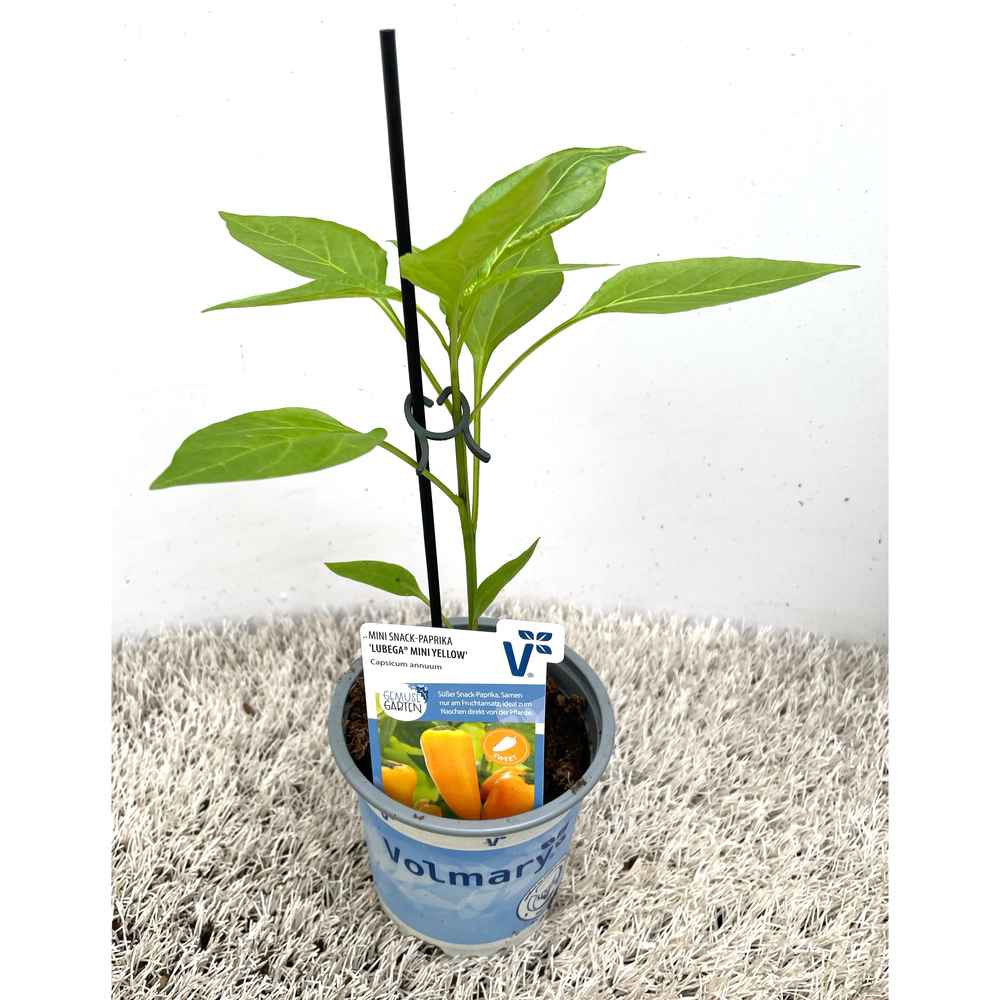 Capsicum annuum lubega mini yellow