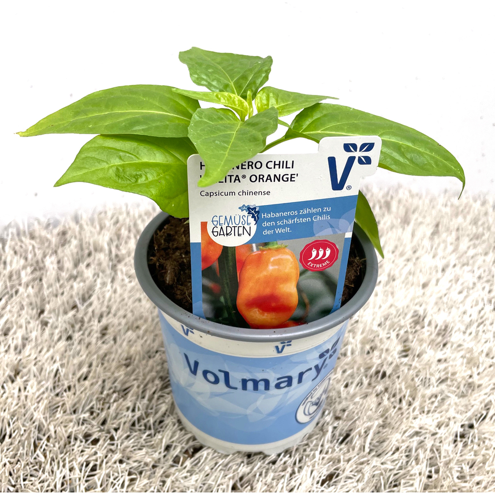 Capsicum chinense calita orange