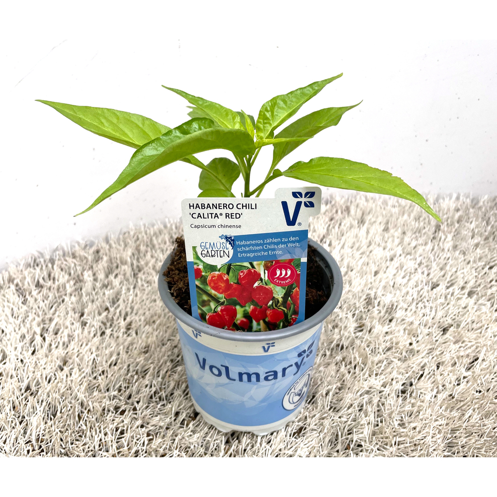 Capsicum chinense calita red