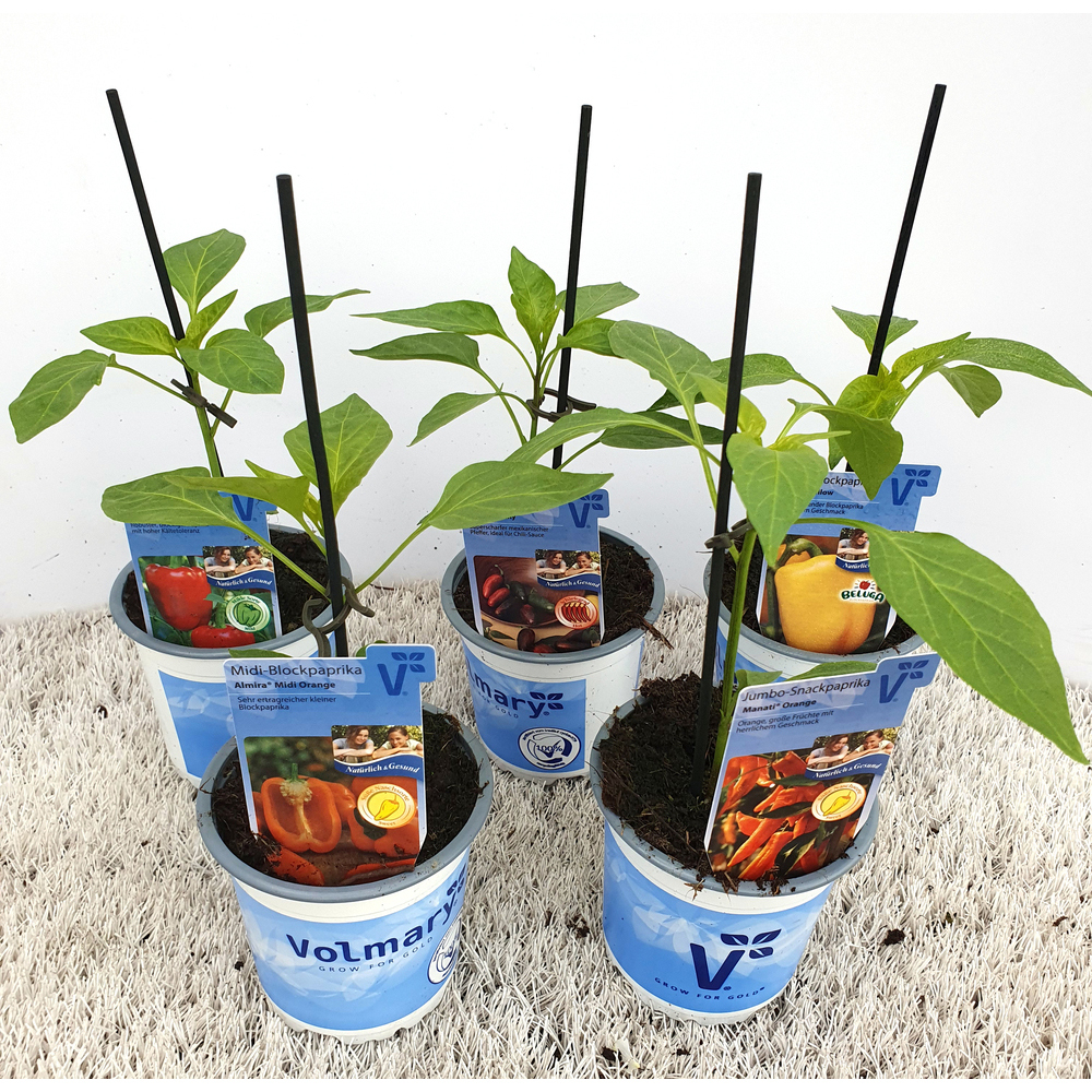 Capsicum annuum samira shiny