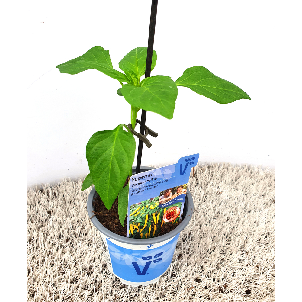 Capsicum annuum vectura yellow