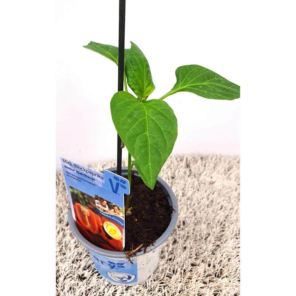 Capsicum annuum almira midi orange