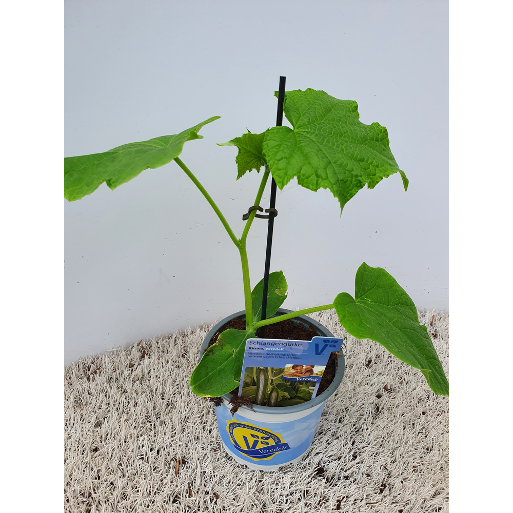 Cucumis sativus kiruna f1