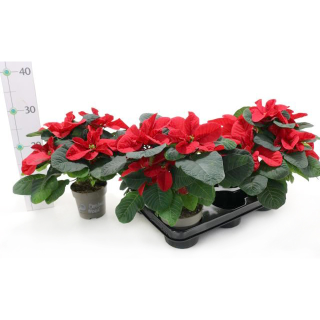 Euphorbia pulcherrima christmas mouse