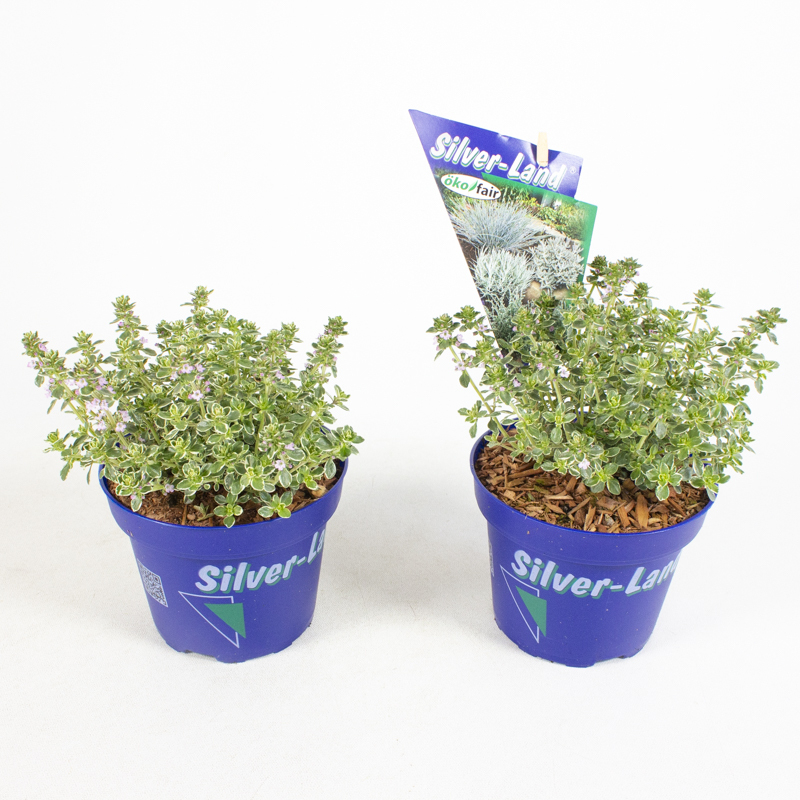 Thymus silver queen