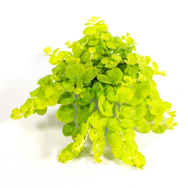 Lysimachia nummularia goldlocks