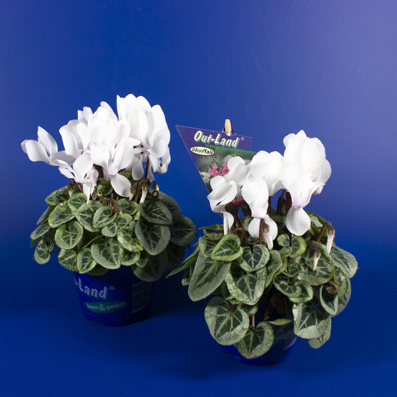 Cyclamen out land mini picasso