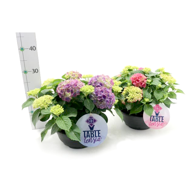 Hydrangea macrophylla tabletenisa