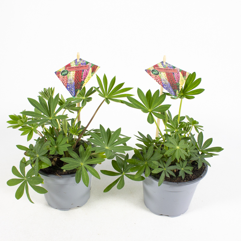 Lupinus hybriden