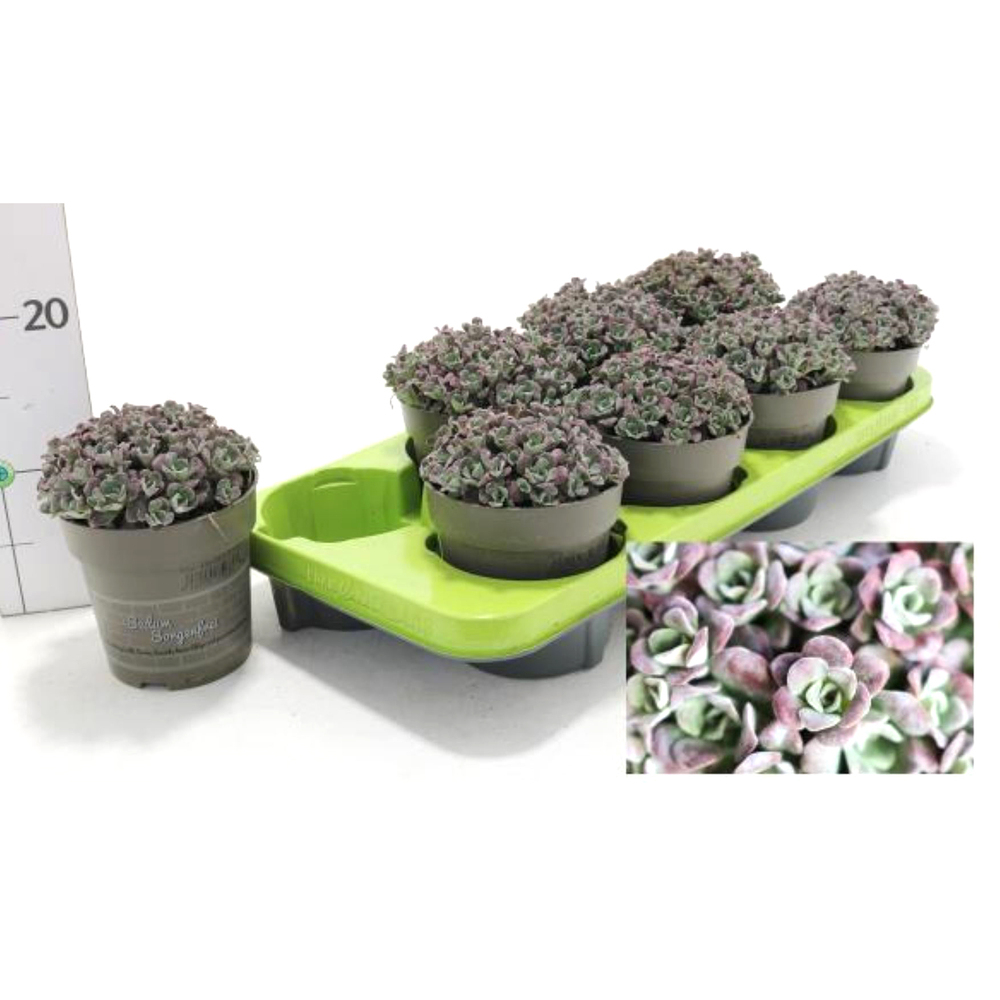 Sedum spathulifolium purpureum