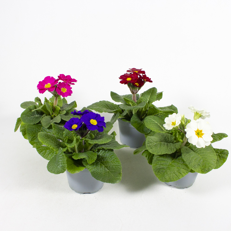 Primula elatior perola