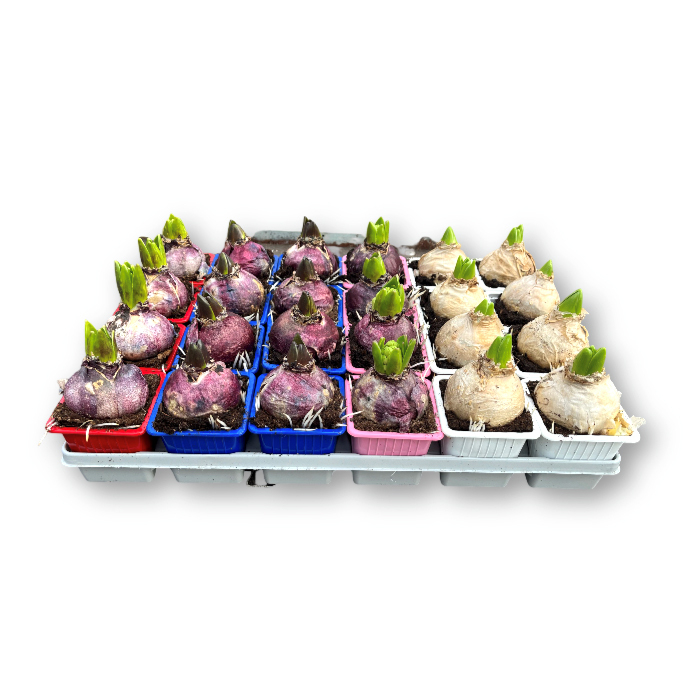 Hyacinthus orientalis